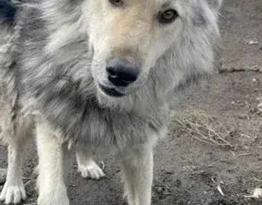 Кличка