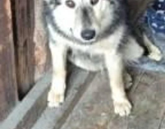 Кличка