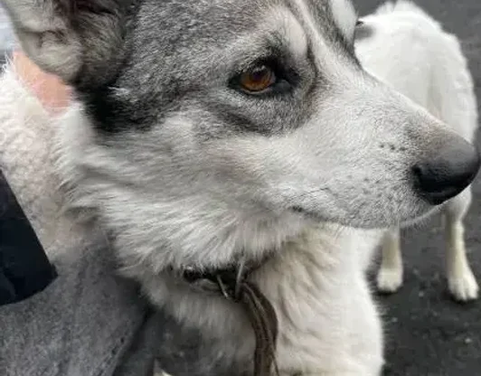 Кличка