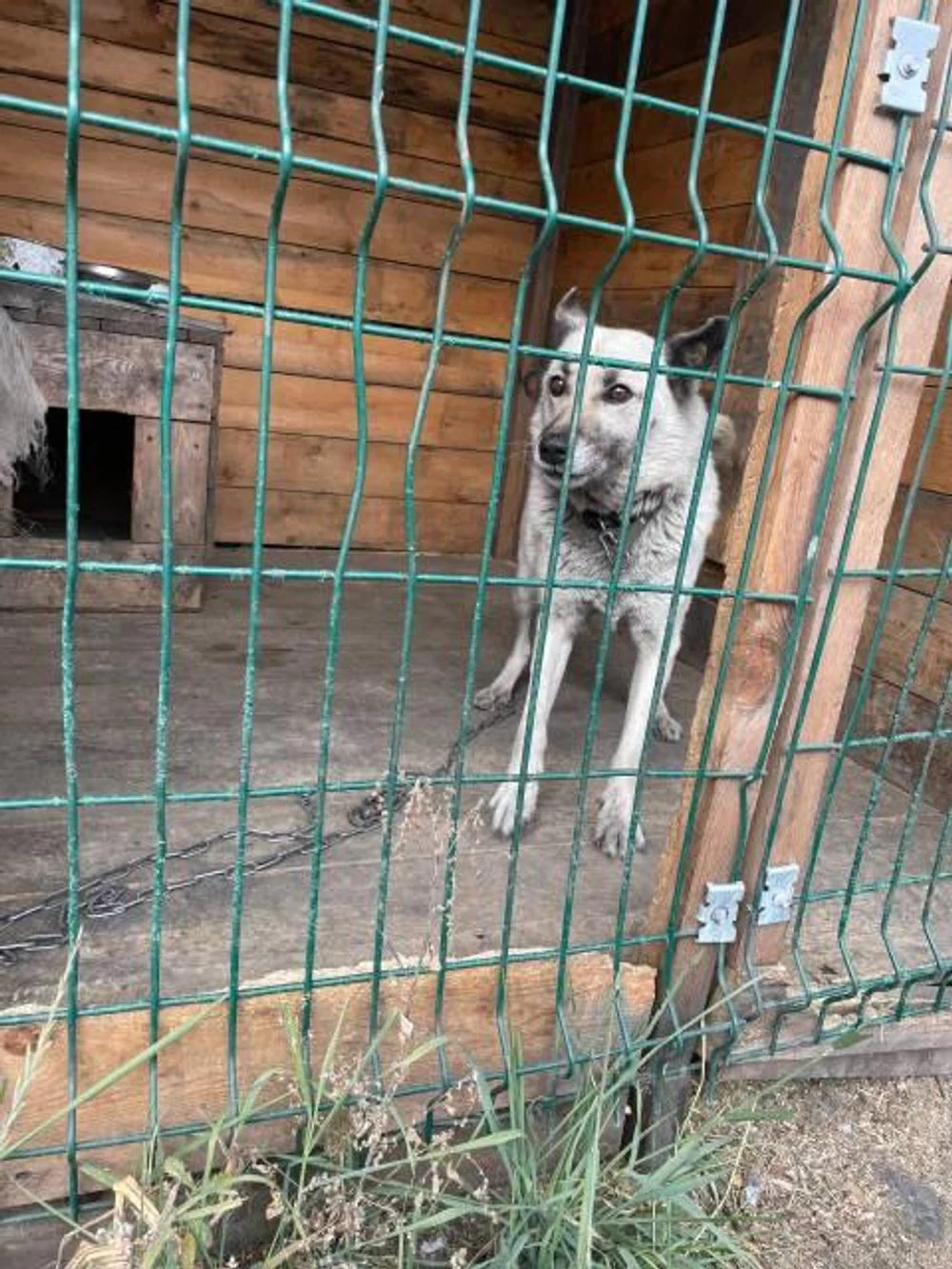 Название приюта!