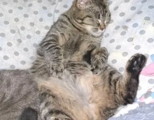 Кличка